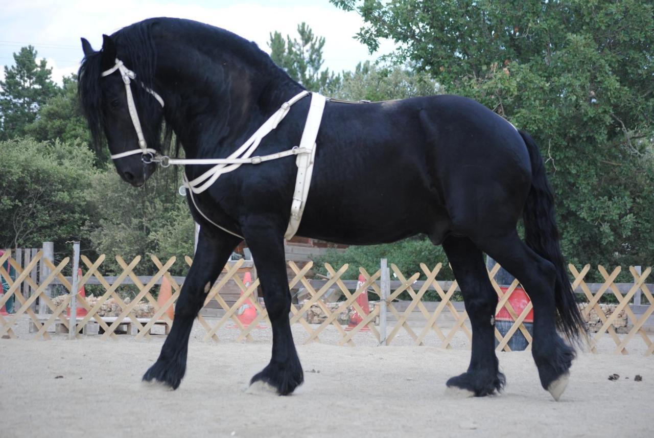 Les Gites Du Parc Animalier De Ginasservis מראה חיצוני תמונה