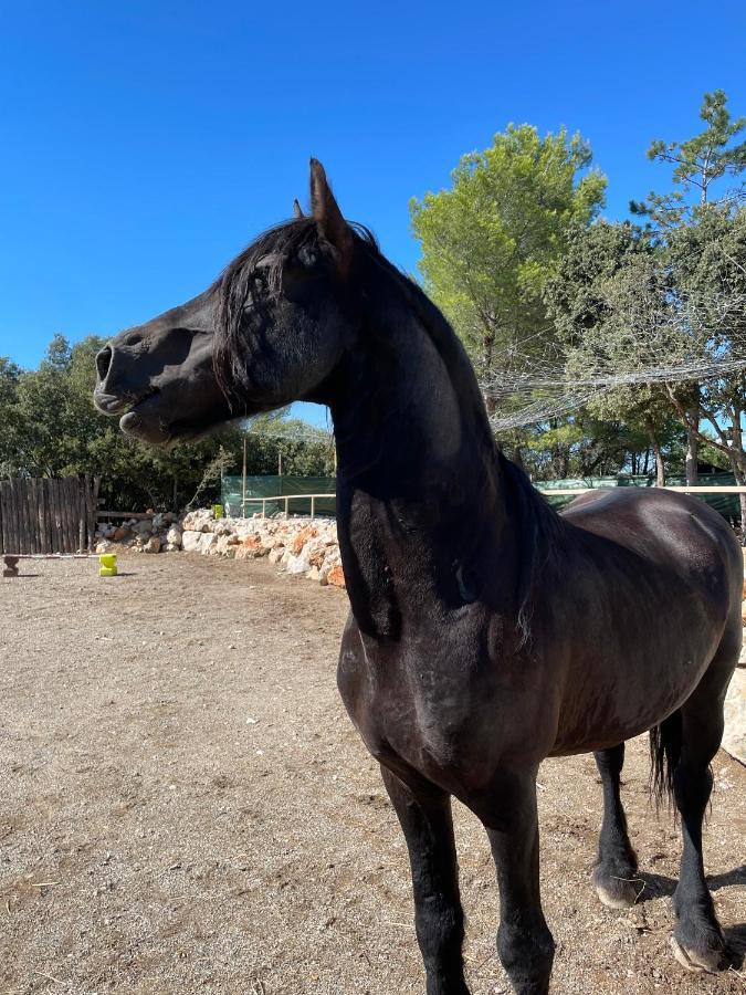 Les Gites Du Parc Animalier De Ginasservis מראה חיצוני תמונה