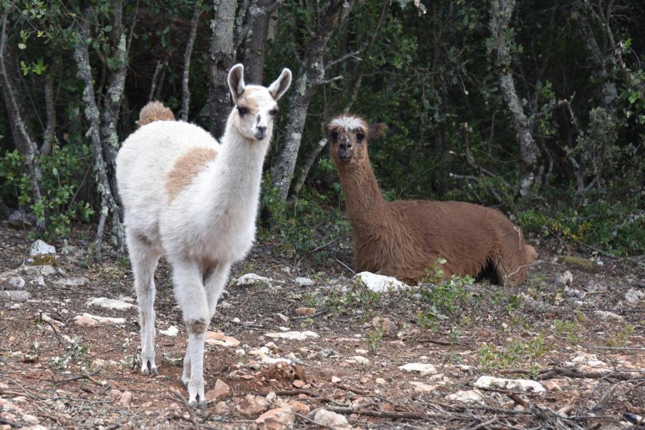 Les Gites Du Parc Animalier De Ginasservis מראה חיצוני תמונה