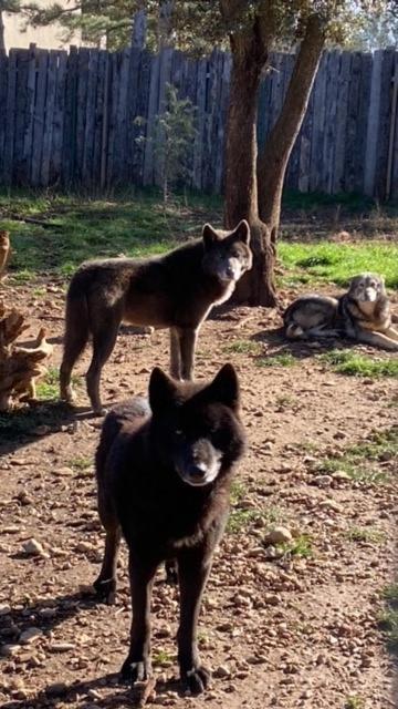 Les Gites Du Parc Animalier De Ginasservis מראה חיצוני תמונה